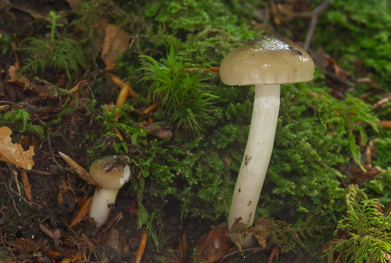 Hygrophorus mesotephrus